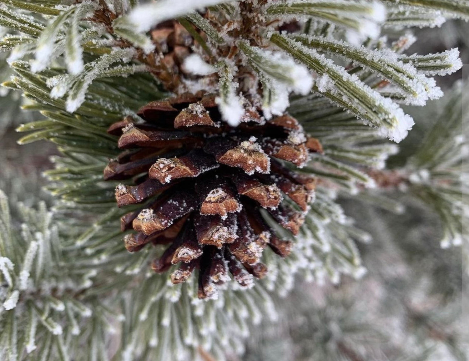 frosted tip of a pine tree with a pine cone